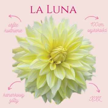 Dalia talerzowa La Luna oczaruje Cię swoim kolorem.