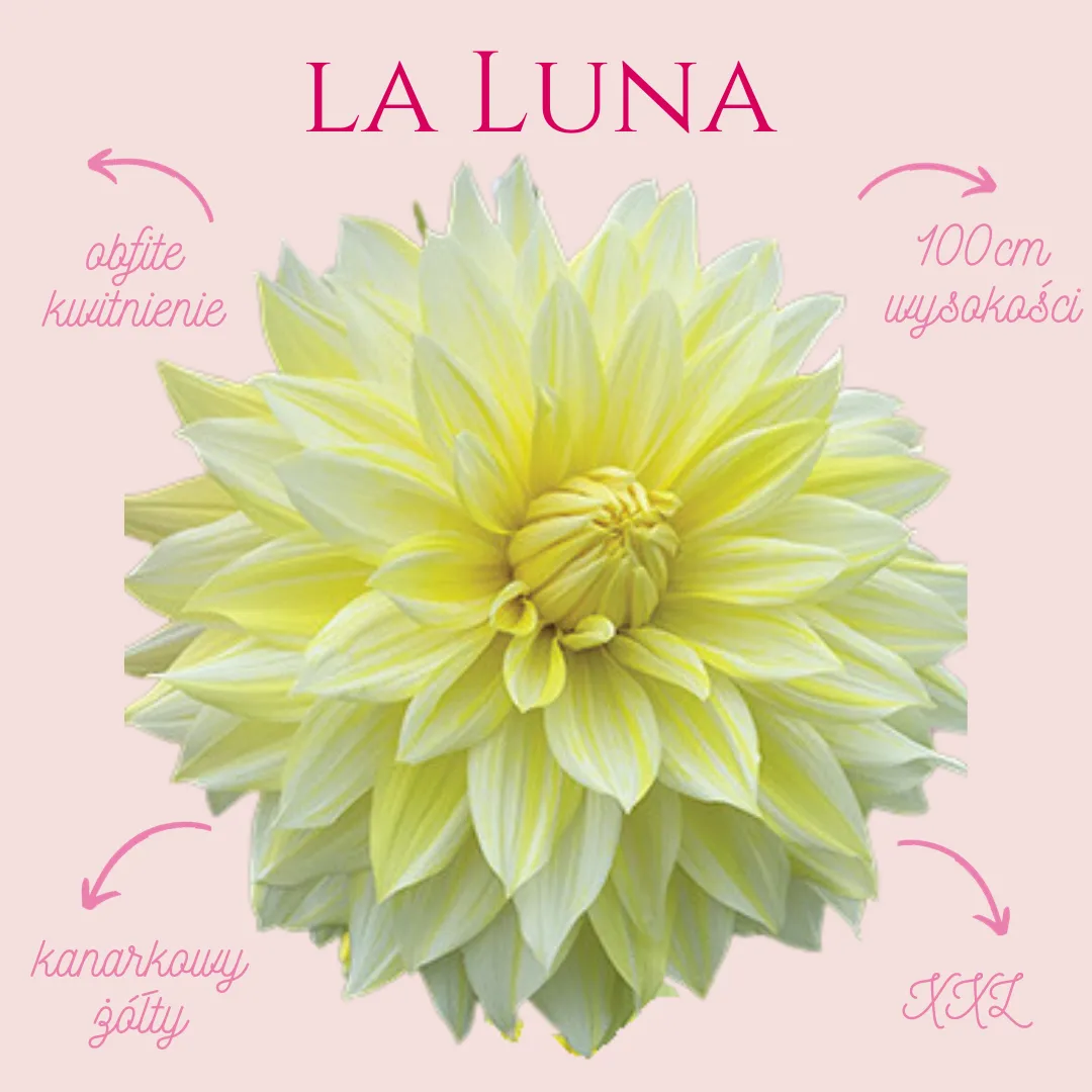 Dalia talerzowa La Luna oczaruje Cię swoim kolorem.