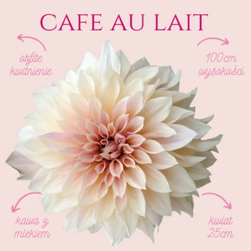 Dalia talerzowa Cafe au Lait to perełka dla miłośników kwiatów ciętych, jak również dla kolekcjonerów Dalii w swoim ogrodzie.