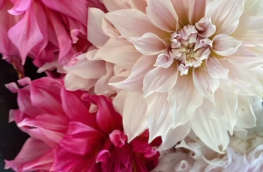 Dalie przez cały rok – jak wykopać, przechować i posadzić bulwy dalii