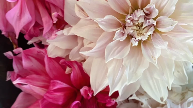 Dalie przez cały rok – jak wykopać, przechować i posadzić bulwy dalii