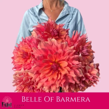Dalia Belle Of Barmera - Fam Flower Farm