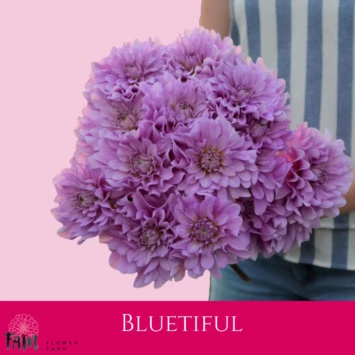 Dalia Bluetiful - Fam Flower Farm