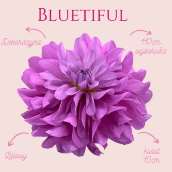 Dalia dekoracyjna Bluetiful zachwyca każdego - liliowy, fioletowy kolor pięknie komponuje się z jej pełnymi kwiatami. Jest to “must have” każdego ogrodu!