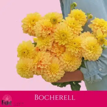 Dalia - Bocherell - Fam Flower Farm