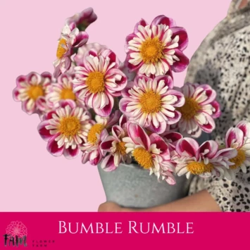 Dalia Bumble Rumble - Fam Flower Farm