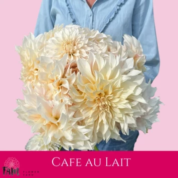 Dalia Cafe au Lait - Fam Flower Farm