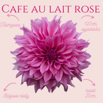 Dalia talerzowa Cafe au Lait Rose to przepiękna odmiana klasycznej Cafe au Lait, która ma przepiękne, imponującej wielkości kwiaty, bo aż 25cm!