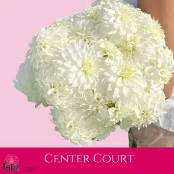 Dalia - Center Court - Fam Flower Farm