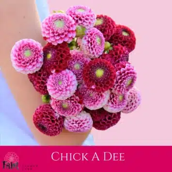 Dalia - Chick A Dee - Fam Flower Farm