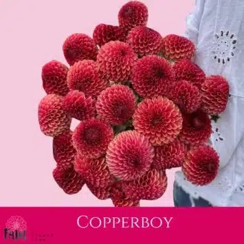 Dalia - Copperboy - Fam Flower Farm