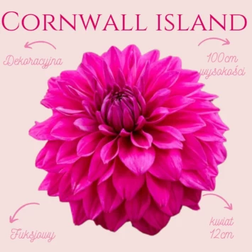 Dalia dekoracyjna Cornwall Island to dalia, która na pewno wyróżni się na rabatkach! Ma piękny fuksjowy kolor, który często zamienia się w fioletowy.