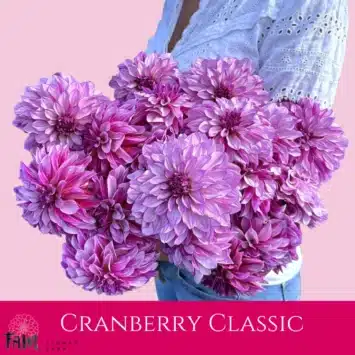 Dalia - Cranberry Classic - Fam Flower Farm