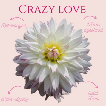 Dalia Crazy Love to bardzo ciekawa odmiana dalii dekoracyjnej, która zachwyca swoim niezwykłym zabarwieniem. Przez swój kolor idealnie dopasuje się do Twojego ogródka. 