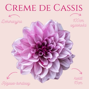 Dalia Creme de Cassis ma różowo bordowe kwiaty, które zachwycają swoim wyglądem, gdyż te 15cm kwiatostany od dołu są bordowe, a od przodu różowe.