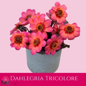 Dalia Dahlegria Tricolore - Fam Flower Farm
