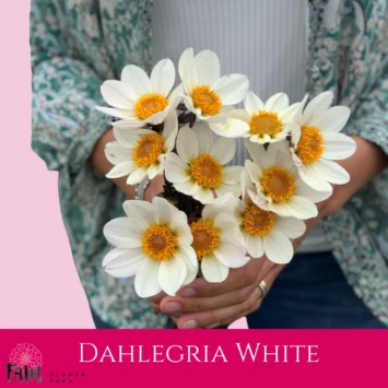 Dalia Dahlegria White - Fam Flower Farm