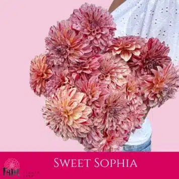 Dalia Sweet Sophia - Fam Flower Farm