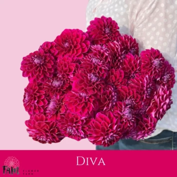 Dalia Diva - Fam Flower Farm