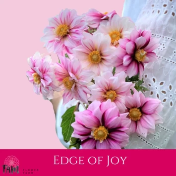 Dalia Edge of Joy - Fam Flower Farm