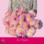 Dalia El Paso - Fam Flower Farm