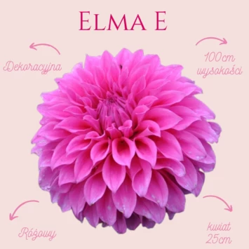Dalia - Elma E