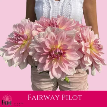 Dalia Fairway Pilot - Fam Flower Farm