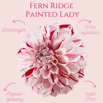 Dalia - Fern Ridge Painted Lady