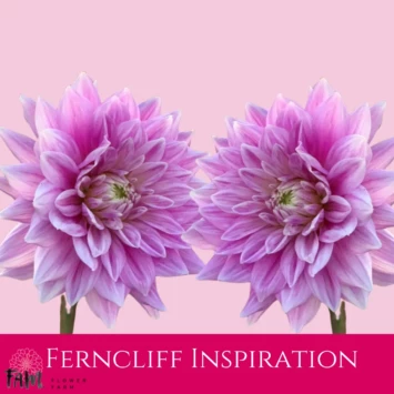 Dalia - Ferncliff Inspiration - Fam Flower Farm
