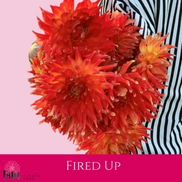 Dalia Fired Up - Fam Flower Farm