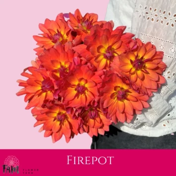 Dalia Firepot - Fam Flower Farm