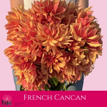 Dalia French Cancan - Fam Flower Farm
