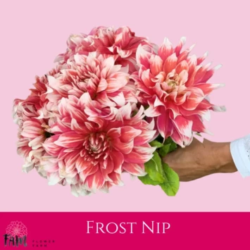 Dalia Frost Nip - Fam Flower Farm
