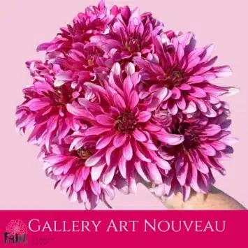 Dalia - Gallery Art Nouveau - Fam Flower Farm