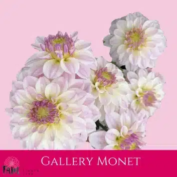 Dalia - Gallery Monet - Fam Flower Farm