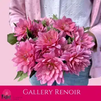 Dalia - Gallery Renoir - Fam Flower Farm