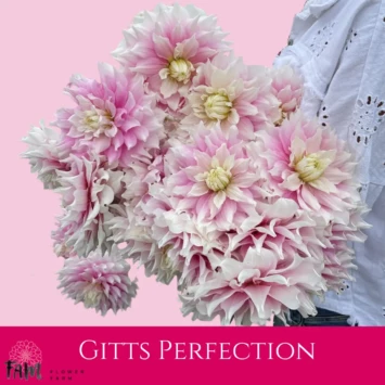 Dalia Gitts Perfection - Fam Flower Farm