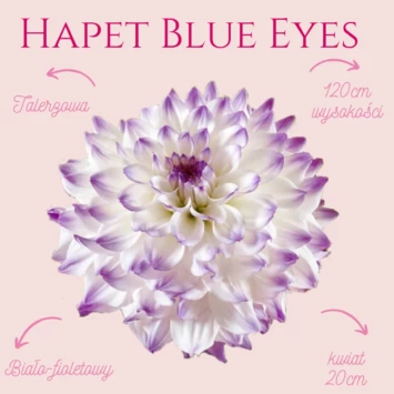 Dalia - Hapet Blue Eyes