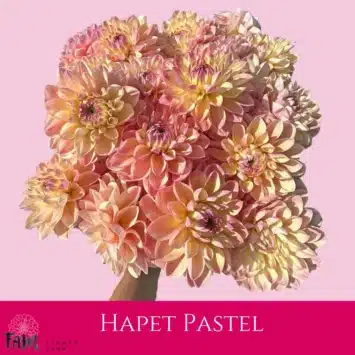 Dalia - Hapet Pastel - Fam Flower Farm
