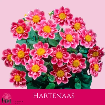Dalia Hartenaas - Fam Flower Farm