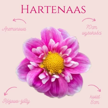 Dalia - Hartenaas