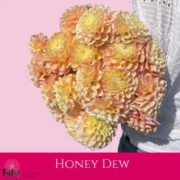 Dalia - Honey Dew - Fam Flower Farm