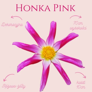 Dalia - Honka Pink