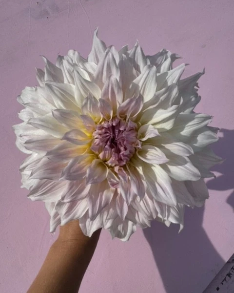 Kremowo-różowa dalia Shiloh Noelle w pełnym rozkwicie