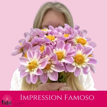 Dalia Impression Famoso - Fam Flower Farm
