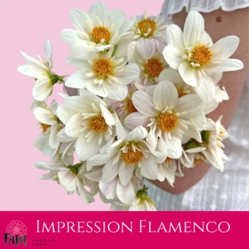 Dalia Impression Flamenco - Fam Flower Farm