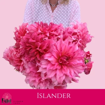 Dalia Islander - Fam Flower Farm