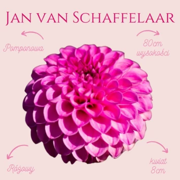 Dalia - Jan van Schaffelaar