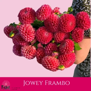 Dalia Jowey Frambo - Fam Flower Farm