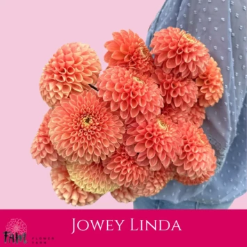 Dalia Jowey Linda - Fam Flower Farm